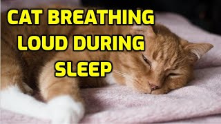 Cat Breathing Heavily While Resting 5 Reasons Why [upl. by Ursulette]