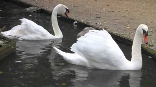 Swans and Cygnets at Abbotsbury Swannery Dorset  Mute Swan  Birds UK [upl. by Notxap179]