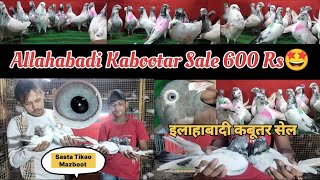 Kalsire Fullsire Kalpare Khawre Mix Allahabadi Kabootar Sale 600 Rs  Mumbai Kurla E 🥰👌🕊️👍😍☝️ [upl. by Sanfo261]