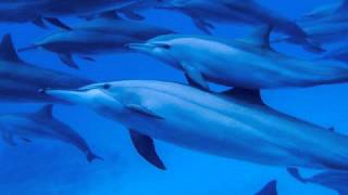 Sataya Dolphin Reef  Hamata  Marsa Alam  Egypt [upl. by Idell866]