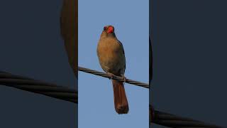 Female Cardinal licks bill and peeps to partner [upl. by Kassel]