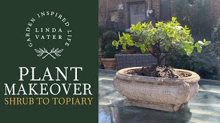 Pruning a One Gallon Shrub into a Topiary‼️ [upl. by Asial145]