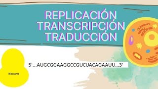 Replicación transcripción y traducción del ADN fácil [upl. by Arriek]