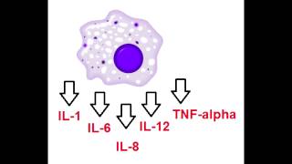 Cytokines  IL1 IL6IL8 IL12 amp TNFalpha  Secreted by macrophages [upl. by Nired]