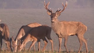 Le brame du cerf  le chant de lautomne [upl. by Adirf]