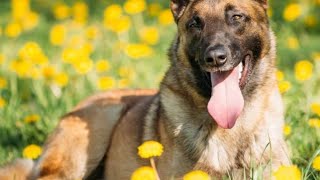 Belgian Malinois have amazing jumping sKills [upl. by Dennet]