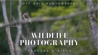 Off Grid Wildlife Photography  Remote cabin in Quebec Canada [upl. by Sidman]