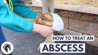 How to Treat a Hoof Abscess In a Horse [upl. by Leone911]