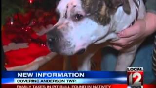 Nativity Scene Pit Bull Finds Family for Christmas [upl. by Oringa748]