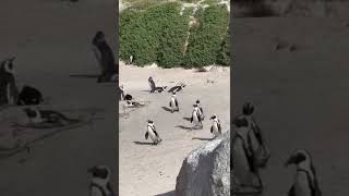 Penguins of Boulders Beach rushing to a party SouthAfrica MEM [upl. by Tiertza849]