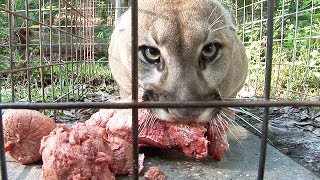 How to Feed 100 BIG CATS [upl. by Nosyla]