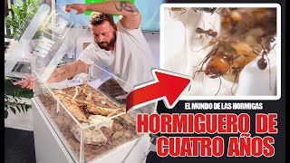 4 años haciendo crecer un hormiguero  El mundo de las Hormigas  Messor barbarus [upl. by Dupuis]