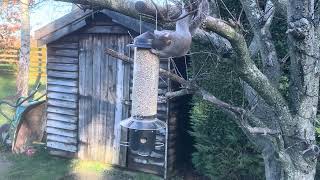 Grumpy Gardener Squirrel Proof Feeder [upl. by Aihsyt]