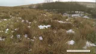 Shooting Rabbits and Pheasants over a Field Trial Champion Working Cocker Spaniel [upl. by Aynatal]