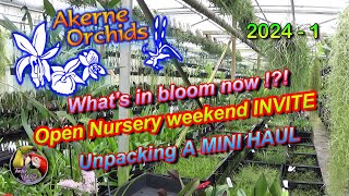 Akerne Orchids 20241 🌸 Whats in bloom now 🌸 Open Nursery weekend INVITE 🌸 Unpacking a MINI HAUL [upl. by Dragon921]