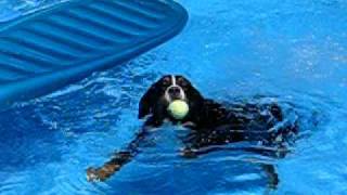 Bernese Mountain Dog Swims [upl. by Holder]