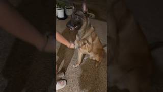 Malinois with kids malinoislovers malinois love dogobedience dogtraining [upl. by Gagne]