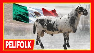 🏆 Ovinos PELIFOLK 🔴 ORIGEN Y CARACTERISTICAS DE LA RAZA OVINA ✅ [upl. by Ibbie386]