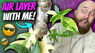 How to Air Layer Philodendron Florida Beauty  Chatty Plant Tour amp Chill [upl. by Vassili]