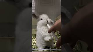 🐰😍 Cutest Lop Eared Rabbit Babies Funny Reactions 😂❤️ You WONT Believe How Confusing Baby Rabbi [upl. by Ena509]