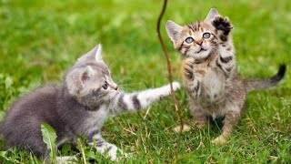 Beautiful Kitten Playing in garden dojacat [upl. by Annayt]