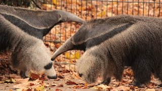 Reuzenmiereneters amp agoetis  Giant anteaters amp agouti  Planckendael [upl. by Shih]