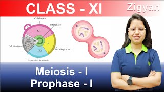 Meiosis  I  Prophase  I  Cell cycle and cell division  Lecture  7  NEET [upl. by Elimac535]