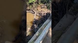 The Aftermath of the flooded Pienaars River see the devastation near Pretoria Tswane Mamelodi [upl. by Knowling998]