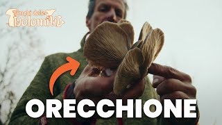 Funghi delle Dolomiti 🍄  E5 Orecchione COMMESTIBILE [upl. by Otsuj]