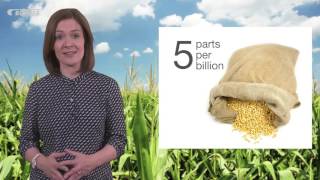 Mycotoxin reduction in cereal grains [upl. by Highams]