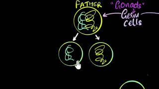 Germ cells gametes amp sexual reproduction  How do organisms reproduce  Biology  Khan Academy [upl. by Adla937]