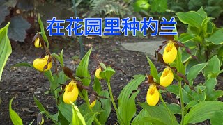 Sophies Garden 在花园里的种杓兰 Cypripedium parviflorum var makasin [upl. by Haletky]