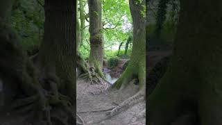 Footbridge at Coetiroedd Nant Fawr Woodlands [upl. by Botzow]