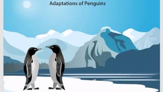 06 Adaptations of animals in polar regions [upl. by Flore]