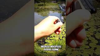 Weedless Weightless Chain Pickerel fishing fish [upl. by Atirys]