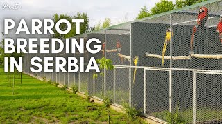 Parrot Breeding in Serbia  A Hidden Gem in Aviculture Your Parrot Birdfood Macaws amp Co [upl. by Afton]