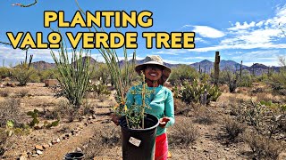 How to plant valo Verde tree from seed [upl. by Htebasyle]