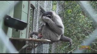 Birth of a Javan Gibbon [upl. by Erlin]