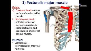 Breast Anatomy 25  Structure Blood Supply amp Nerve Supply of Breast [upl. by Neyud]