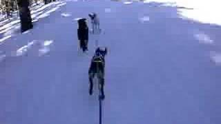 Skijoring 3 dogs with Otto in Lead [upl. by Notgnilra]