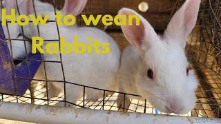 Rasing Rabbits Ep 3 Weaning and Rebreeding [upl. by Alya]