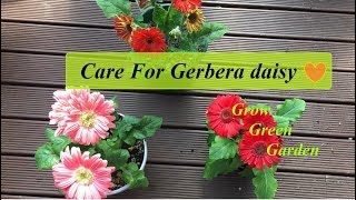 How to care for Gerbera Daisy [upl. by Mervin]