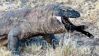 Omg😱Komodo Dragon Almost Vomited Its Prey Back When It Had Difficulty Swallowing a Large Goat [upl. by Asenab184]