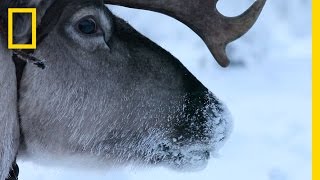 Hitch a Ride with Reindeer Herders  National Geographic [upl. by Ecela926]