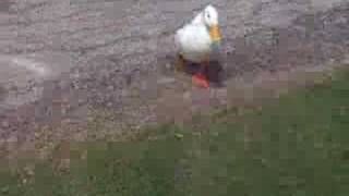 Aflac Duck on Crack [upl. by Cobb]