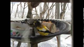 Oiseaux dans une tempête de neige 27 Janvier 2014 [upl. by Elkcim]