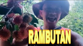 harvest rambutan  JFCTV® [upl. by Yrallih90]