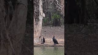 The Great Cormorant birds Australia [upl. by Hpsoj]