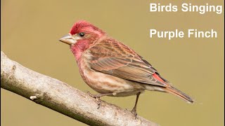 Birds Singing  Purple Finch  Sounds of Nature [upl. by Karmen]