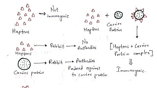 Haptens and Adjuvants  Bio science [upl. by Notneuq]